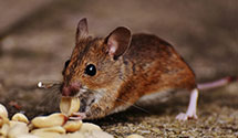 Find Exterminators in Ashley County